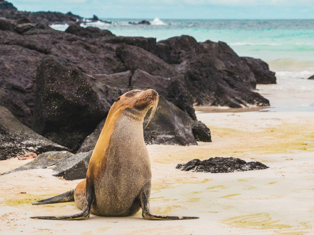 sea lion on the beach in Galapagos islands